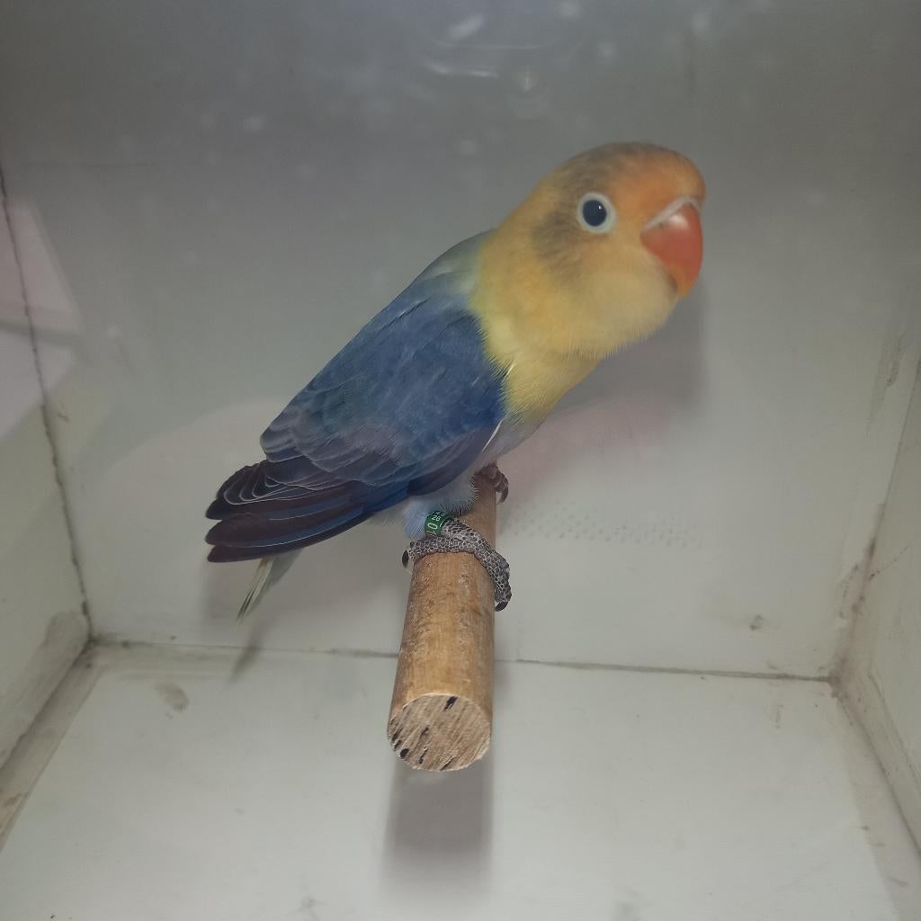 Fischeri, Dwergpapegaai of Agapornis, Geringd