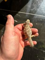 Uromastyx ornata, Dieren en Toebehoren, Hagedis, 0 tot 2 jaar