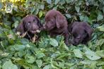 labrador pups, beide ouders zijn hier aanwezig, Chienne, Belgique, Labrador retriever, Plusieurs