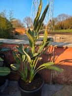 Strelitzia reginae, Tuin en Terras, Ophalen