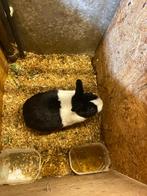 Dwerg konijn, Dieren en Toebehoren, Dwerg