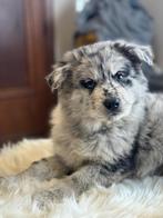 Mooie pups te koop, Parvo, België, Particulier, Reu