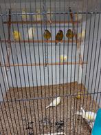 Mooien groote gezonde vogels kanaries, Dieren en Toebehoren