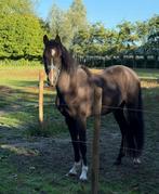 D sport pony ruin 3 jaar, Hongre, M