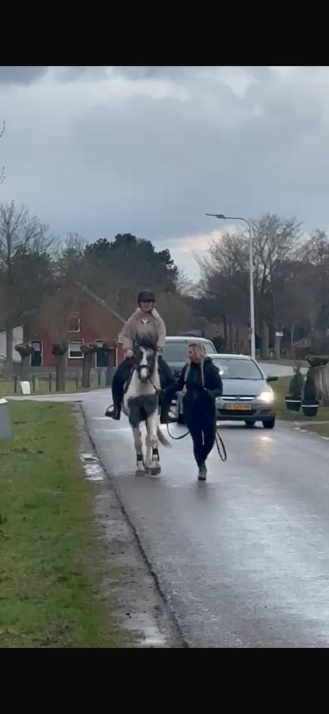 Verkeersmakke , sobere Tinker Pintodame, Dieren en Toebehoren, Pony's, Merrie, B, D pony (1.37m tot 1.48m), Recreatiepony, 3 tot 6 jaar