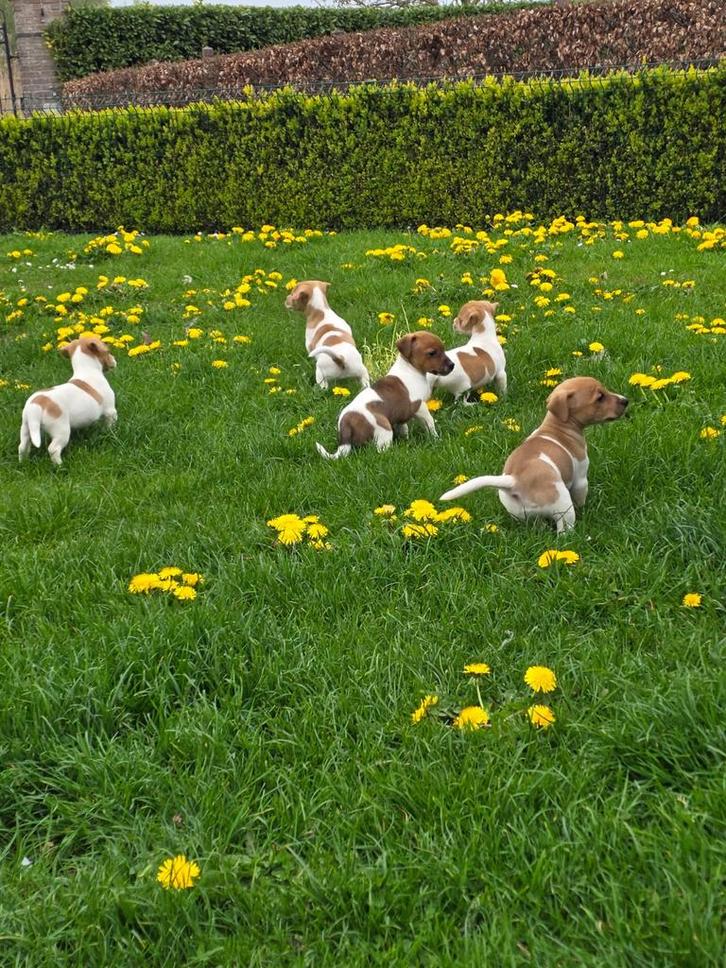 Beaux chiots Jack Russel, Animaux & Accessoires, Chiens | Jack Russell & Terriers, Plusieurs animaux, Jack Russel Terrier, Éleveur | Professionnel