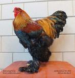 Gezocht: Brahma goudpatrijs haan, Mâle, Poule ou poulet