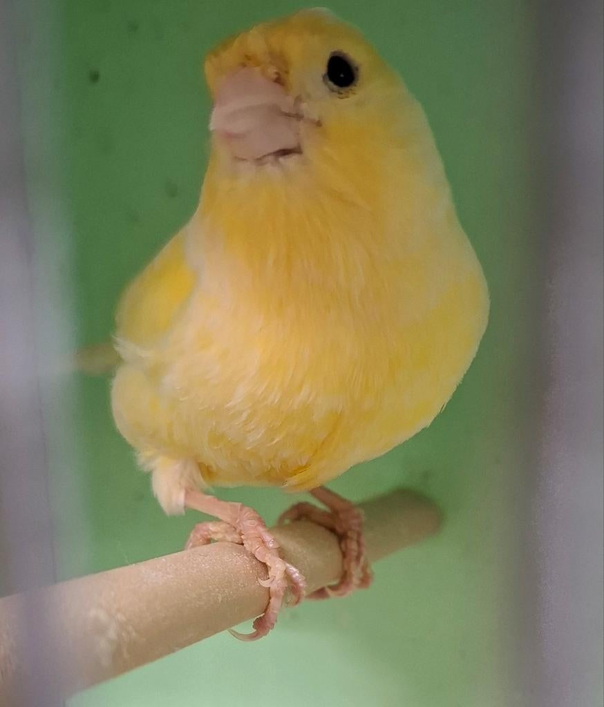 Kanarie, Dieren en Toebehoren, Vogels | Kanaries, Mannelijk, Zangkanarie