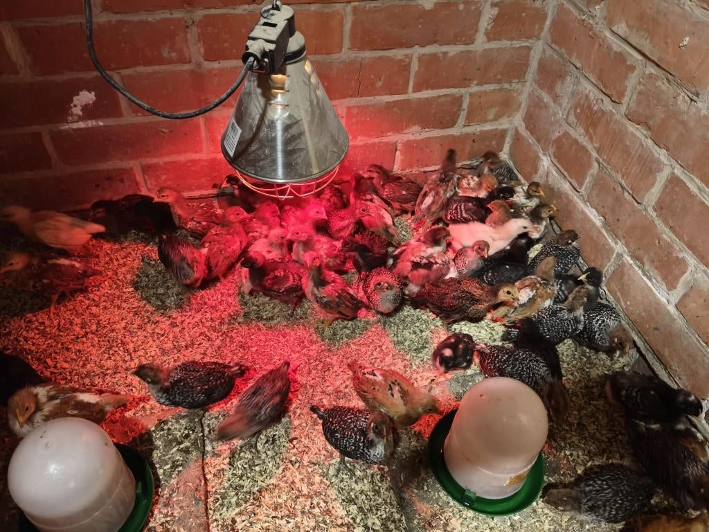kuikens Leghorn Porselein en Zilverbrakel, Dieren en Toebehoren, Pluimvee, Meerdere dieren, Kip
