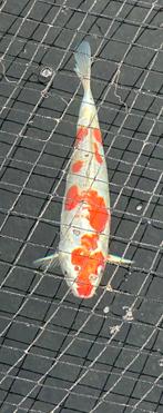 Japanse koi, Dieren en Toebehoren, Vissen | Vijvervissen, Karper of Koi