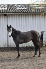 Superlieve BRP sportpony in wording, Dieren en Toebehoren, Paarden, Merrie, Minder dan 160 cm, Gechipt, 0 tot 2 jaar