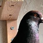 Postduiven, Dieren en Toebehoren, Vogels | Duiven