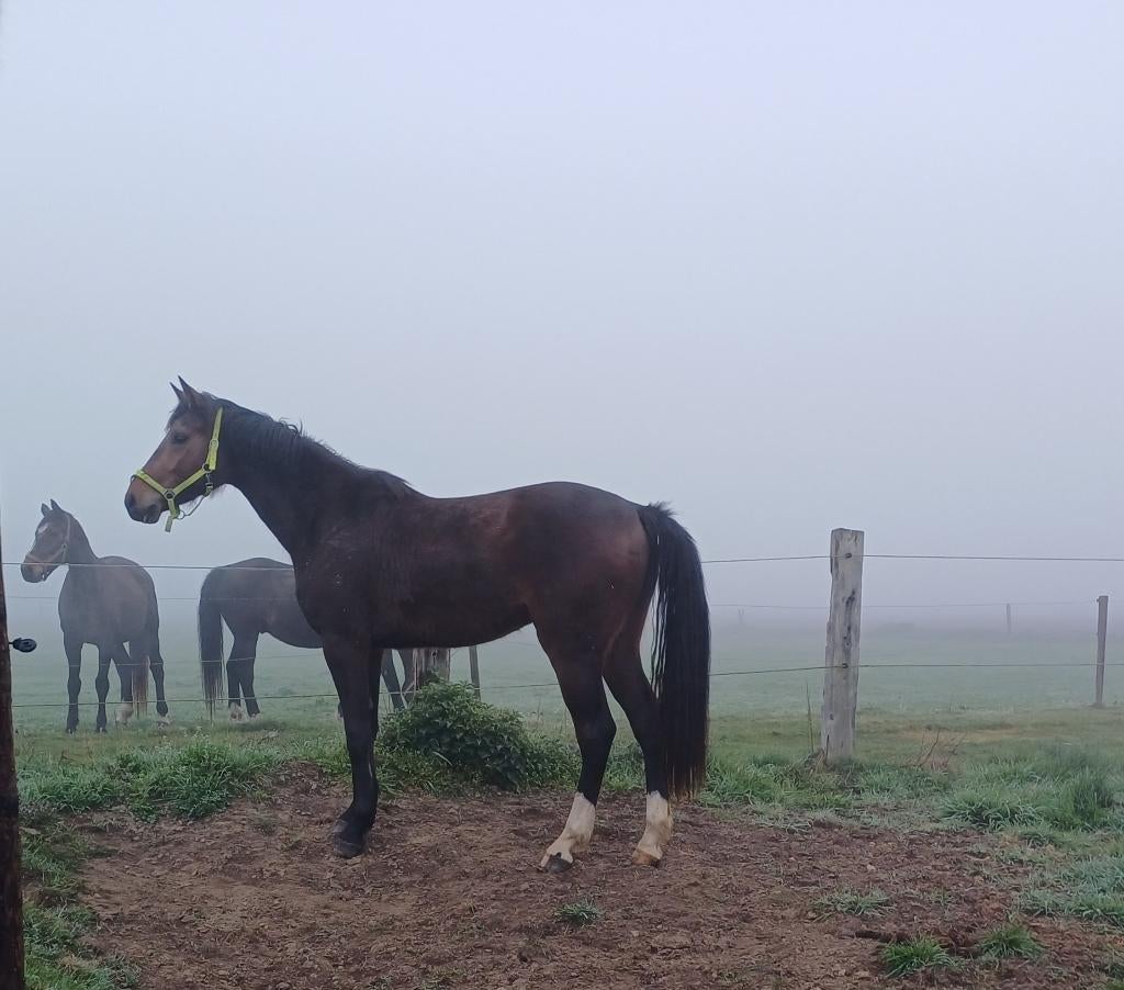 Knappe grote ruin v Just Wimphof, Dieren en Toebehoren, Paarden, Met stamboom, Ruin, Dressuurpaard, Onbeleerd