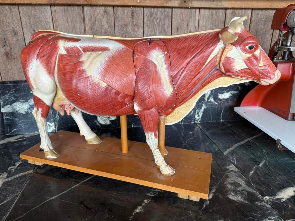 Vache anatomique supérieure