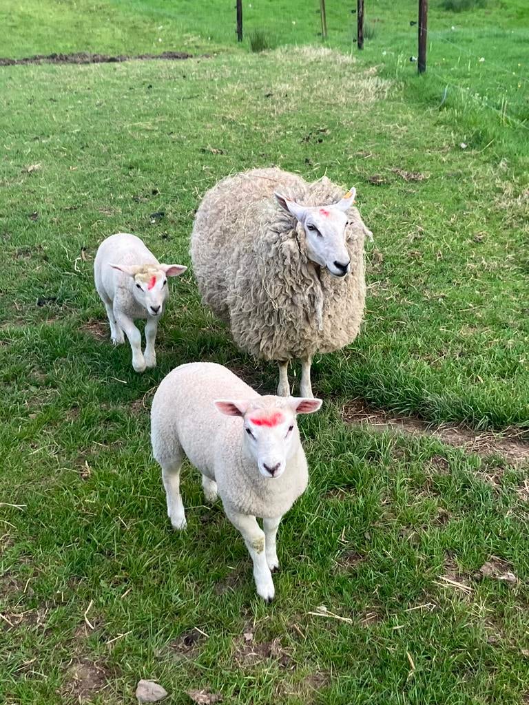 Schaap+ 2 lammeren te koop, Dieren en Toebehoren, Schaap