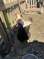2 Kippen - Een blauwe eierkip en een gewone Belgische kip, Dieren en Toebehoren, Kip