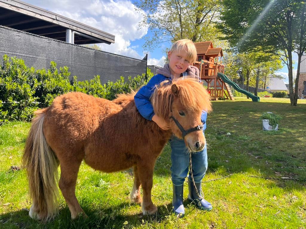 Vosbruine merrie, Dieren en Toebehoren, Merrie