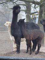 2 prachtige alpacamerrietjes, Novembre, Femelle