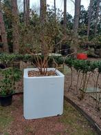 azalea witte sierpot, Ophalen