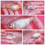 Witte goudvissen., Dieren en Toebehoren, Goudvis(sen)