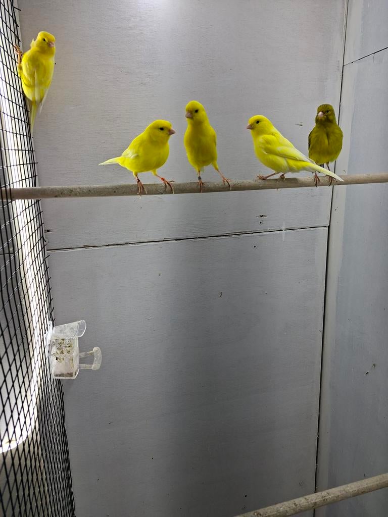 Kanaries te koop, Dieren en Toebehoren