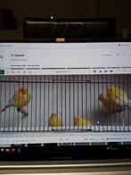 à vendre 5 canaris