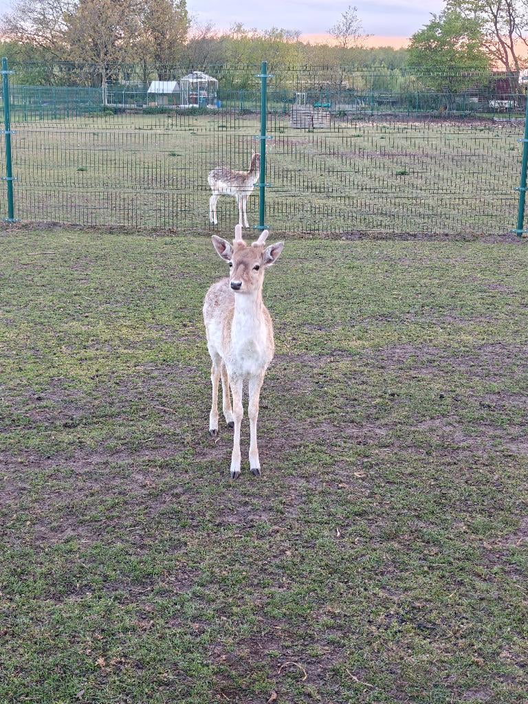 Damherten, Juni, Mannelijk