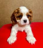 Cavalier King Charles Spaniël, Dieren en Toebehoren, België, Handelaar, 8 tot 15 weken, Meerdere