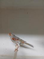 Agaat rood mozaik koppel, Animaux & Accessoires, Oiseaux | Canaris