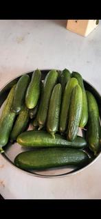 Biologische komkommer zaden van Turkije (10 stuks voor 1€), Tuin en Terras, Ophalen of Verzenden