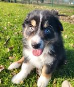 Australische herder pups / Aussi pup / Australian Shepherd, Parvo, België, 8 tot 15 weken, Meerdere