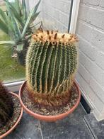 Cactus: Echinocactus grusonii, Maison & Meubles, Plantes d'intérieur, En pot, Plein soleil, Plante à fleurs, Moins de 100 cm