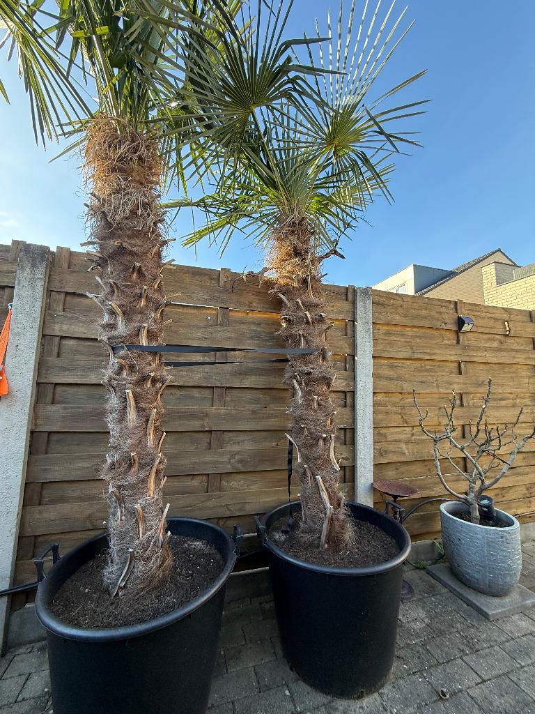 Palmbomen, Tuin en Terras, Planten | Bomen, Ophalen, In pot, Palmboom, 250 tot 400 cm