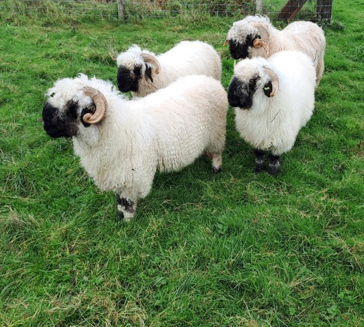 Walliser Schwarznase koppels en jonge drachtige ooien, Dieren en Toebehoren, Schapen, Geiten en Varkens, Schaap, Meerdere dieren