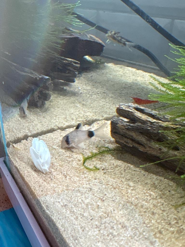 corydoras, Dieren en Toebehoren, Vis, Zoetwatervis, Schoolvis