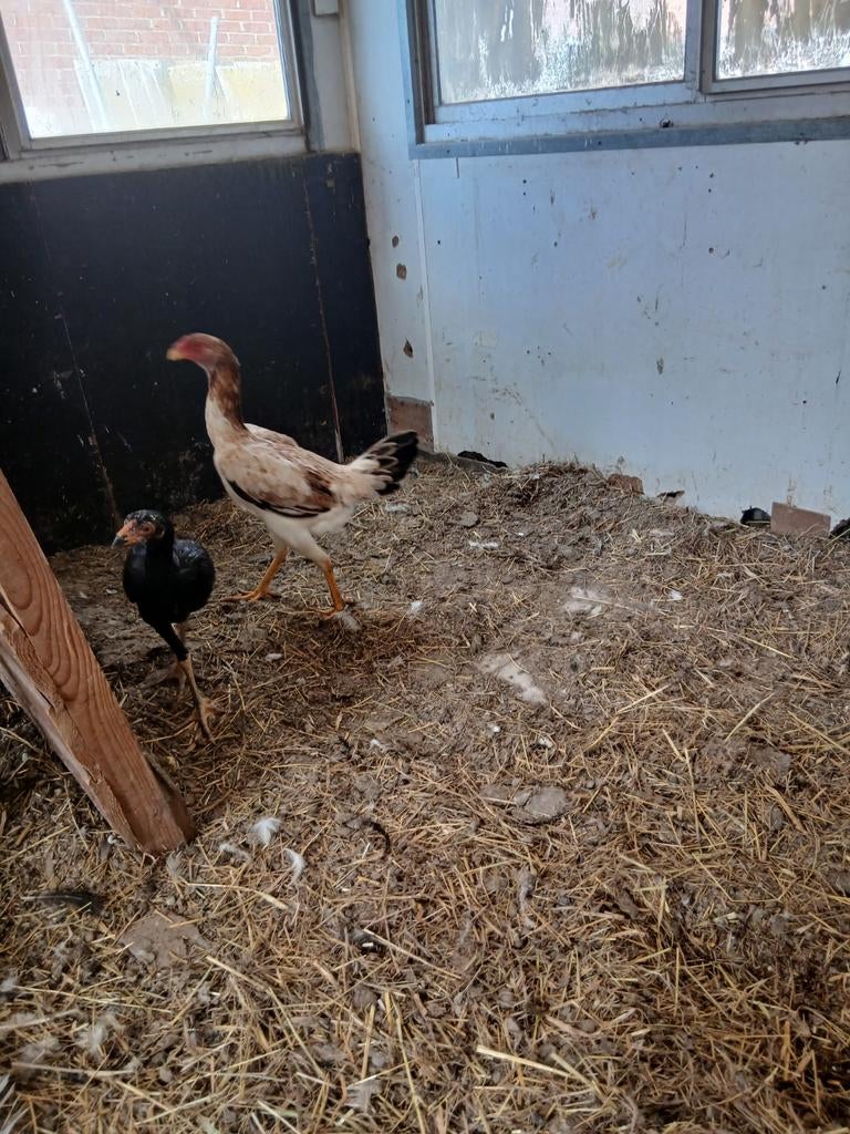 Shamo tarwe kip meerdere beschikbaar, Dieren en Toebehoren, Kip