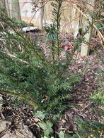 Taxus eigen kweek nu plantmoment, Enlèvement ou Envoi