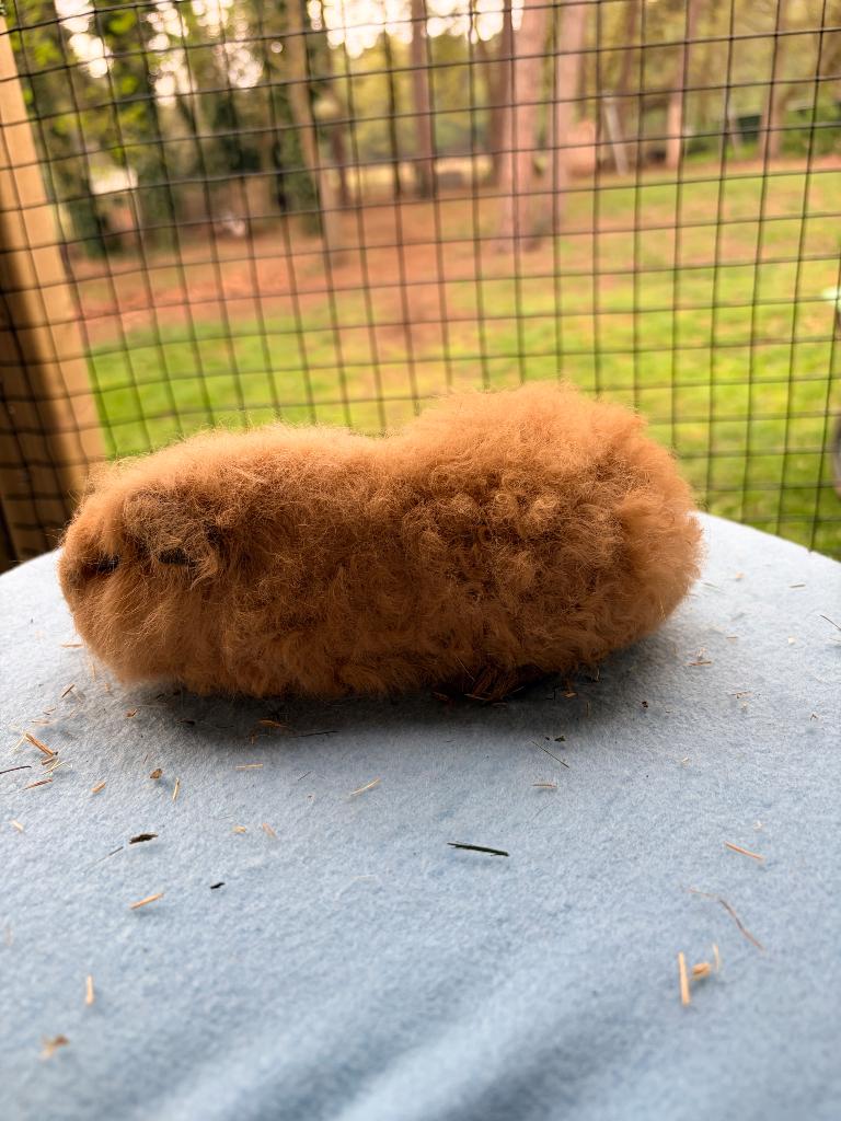 Ch teddy’s california en crème raszuiver, Dieren en Toebehoren, Cavia, Februari, Vrouwelijk, Tam