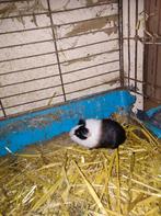 Cavias, Dieren en Toebehoren, Februari, Mannelijk, Cavia
