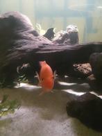 5 euro, Dieren en Toebehoren