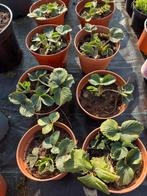 Aardbeiplanten, Tuin en Terras, Planten | Tuinplanten, Ophalen, Vaste plant