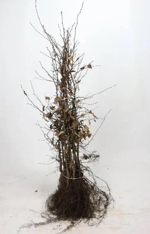 Plants de charme 80-100, Jardin & Terrasse, Enlèvement, Moins de 100 cm