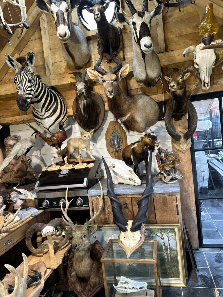 Jacht trofee taxidermie te koop, Ophalen