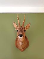 Opgezette kop reebok, Verzamelen, Dierenverzamelingen, Ophalen, Hert, Gewei of Kop