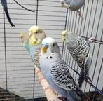 Plusieurs perruches à vendre, Plusieurs animaux, Perruche