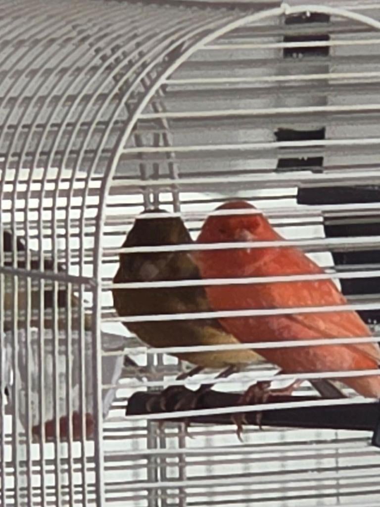 Koppel kanarie kooi en voeding krijg je alles bij