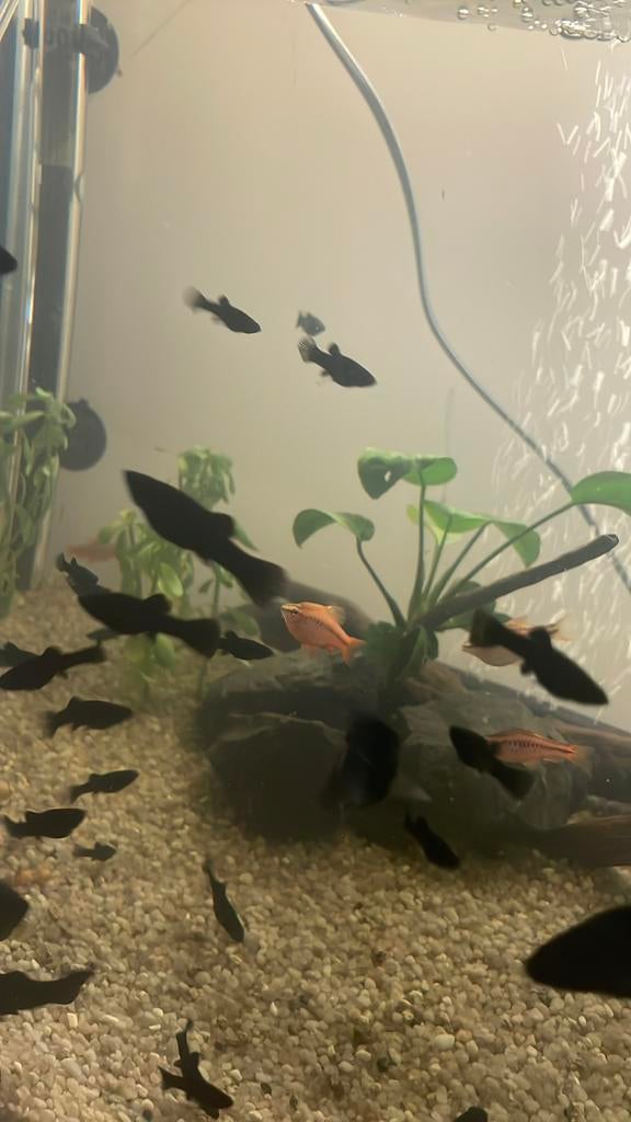 Mollies noires, Poisson, Poisson d'eau douce