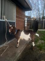 Nederlandse bonte bok, Mâle, Chèvre, 0 à 2 ans