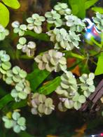 Portie salvinia drijfplant 3€, Dieren en Toebehoren, Ophalen