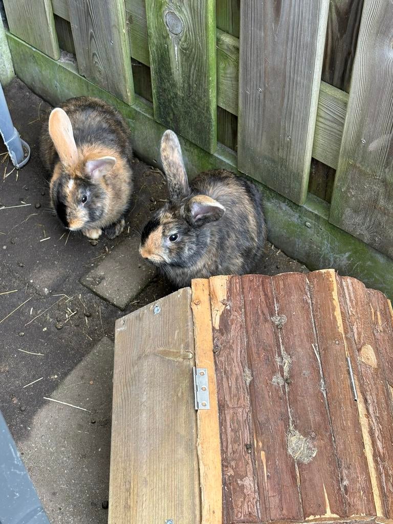 2 broertjes 3 maanden jong, Oreilles tombantes